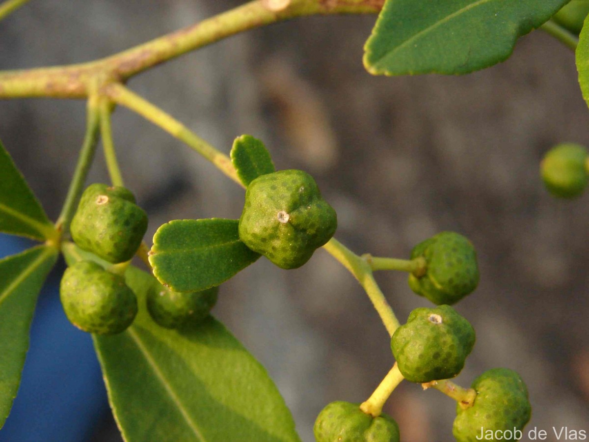 Zanthoxylum asiaticum (L.) Appelhans, Groppo & J.Wen